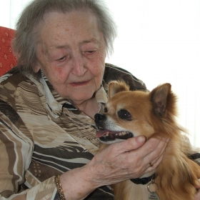 Streicheleinheiten für die Hunde des Hundebesuchdienstes